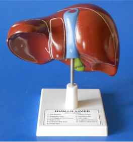 Model of the Liver Model of the Liver